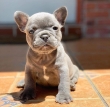 Portable healthy French Bulldog puppies